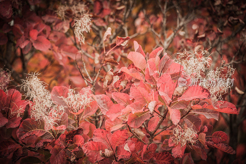 红色Karsian Smoketree